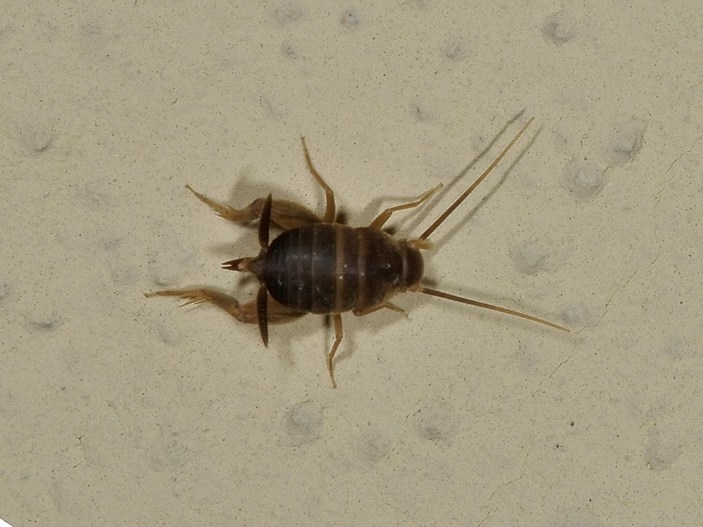 myrmecophilus acevorum?